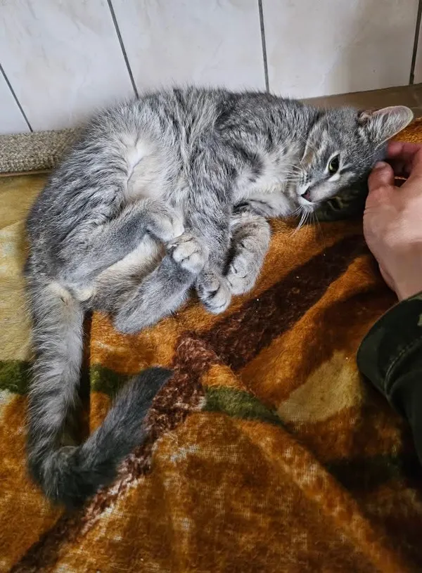 Kot do adopcji, Orzechowce, 28 kwietnia 2025 (3/4)