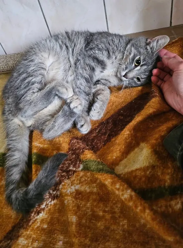 Kot do adopcji, Orzechowce, 28 kwietnia 2025 (4/4)