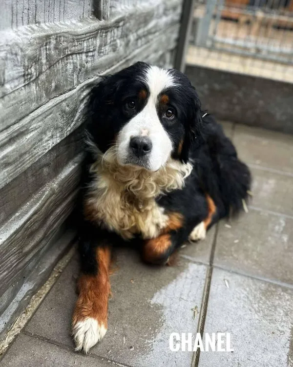 Pies do adopcji, Rytlów, 29 kwietnia 2025