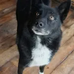 Pies do adopcji
