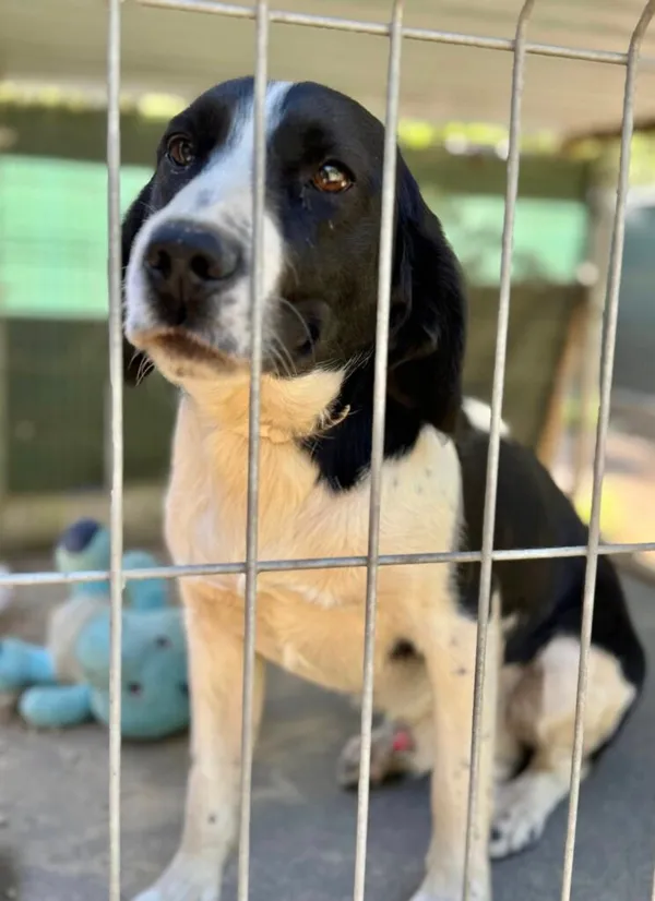 Pies do adopcji, Przyborówko, 29 kwietnia 2025 (1/3)