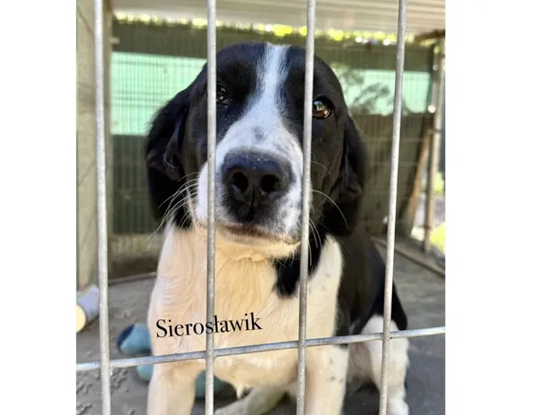 Pies do adopcji, Przyborówko, 29 kwietnia 2025 (3/3)