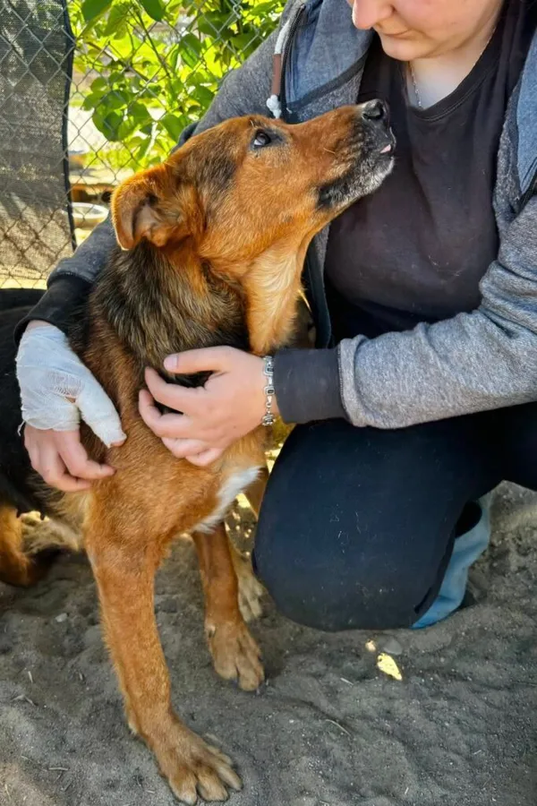 Pies do adopcji, Przyborówko, 29 kwietnia 2025 (2/3)