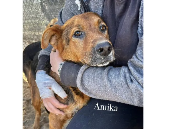 Pies do adopcji, Przyborówko, 29 kwietnia 2025 (3/3)