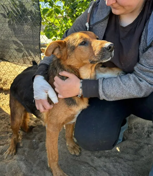 Pies do adopcji, Przyborówko, 19 stycznia 2026 (1/5)