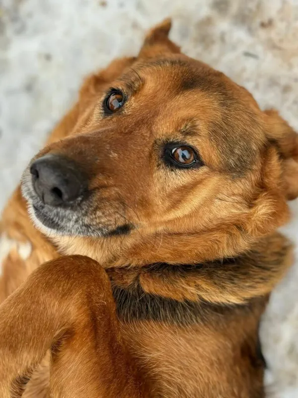 Pies do adopcji, Przyborówko, 19 stycznia 2026 (5/5)