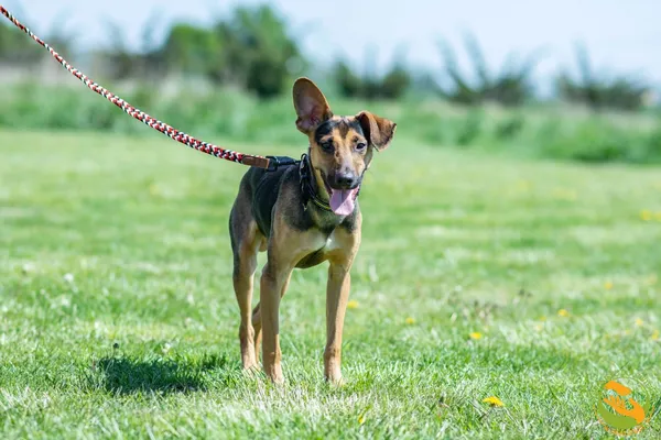 Znaleziono psa, Skałowo, 29 kwietnia 2025 (2/2)