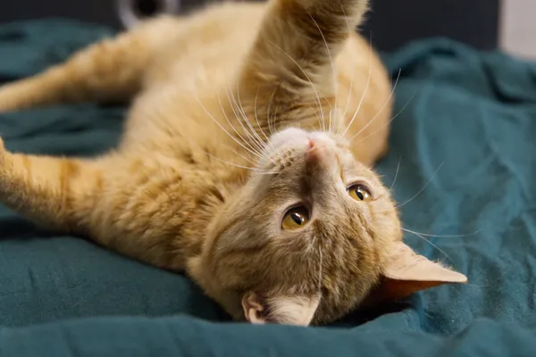 Znaleziono kota, Sosnowiec, 27 kwietnia 2025 (1/2)