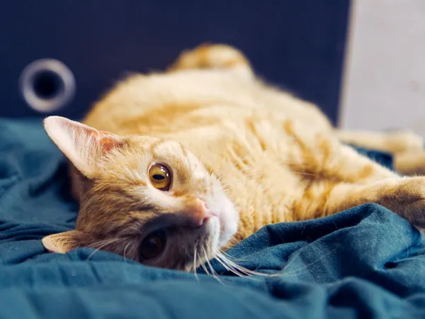 Znaleziono kota, Sosnowiec, 27 kwietnia 2025 (2/2)