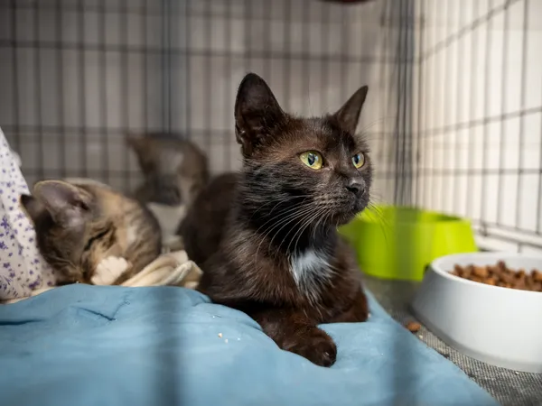 Znaleziono kota, Sosnowiec, 26 kwietnia 2025 (2/5)