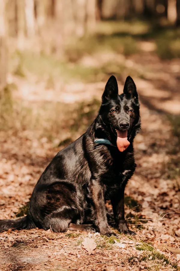 Pies do adopcji, Czartki, 29 kwietnia 2025 (2/5)