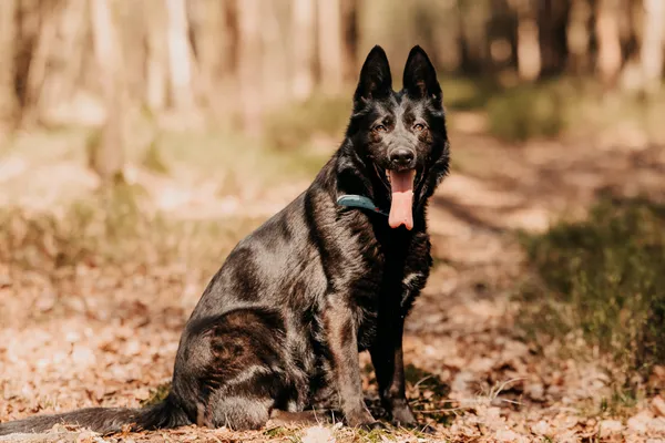 Pies do adopcji, Czartki, 29 kwietnia 2025 (3/5)