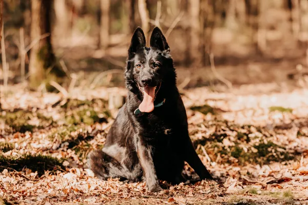 Pies do adopcji, Czartki, 29 kwietnia 2025 (4/5)