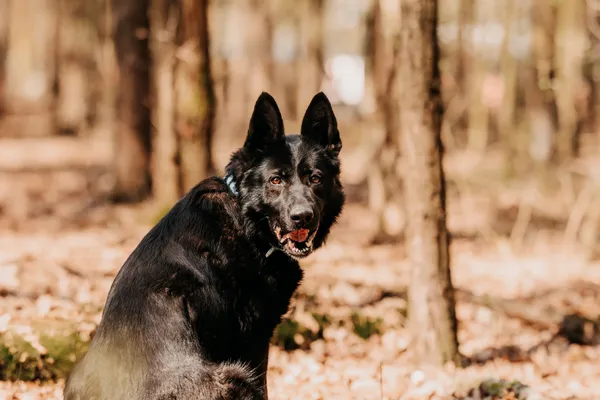 Pies do adopcji, Czartki, 29 kwietnia 2025 (5/5)