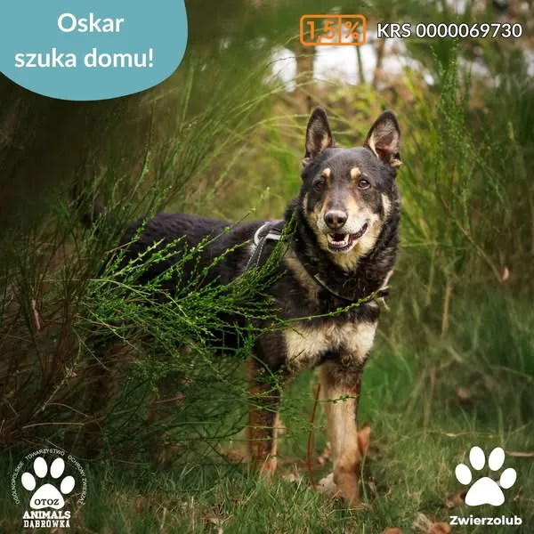 Pies do adopcji, Dąbrówka, 29 kwietnia 2025 (1/5)