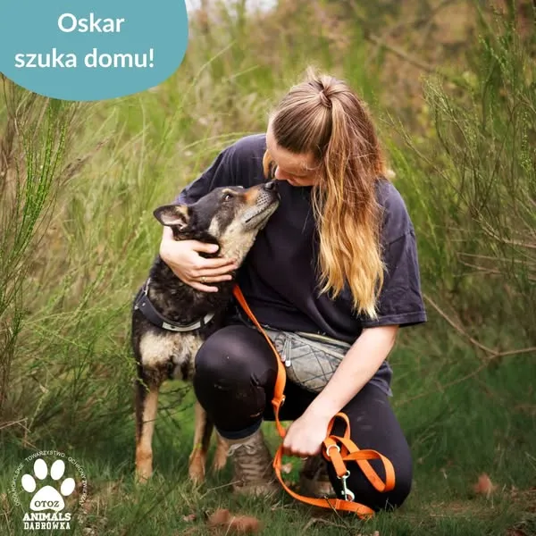 Pies do adopcji, Dąbrówka, 29 kwietnia 2025 (2/5)
