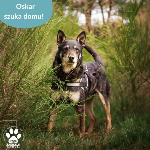 Pies do adopcji, Dąbrówka, 29 kwietnia 2025 (3/5)