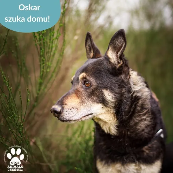 Pies do adopcji, Dąbrówka, 29 kwietnia 2025 (4/5)