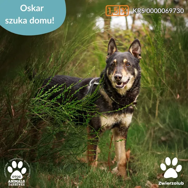 Pies do adopcji, Dąbrówka, 29 kwietnia 2025 (5/5)