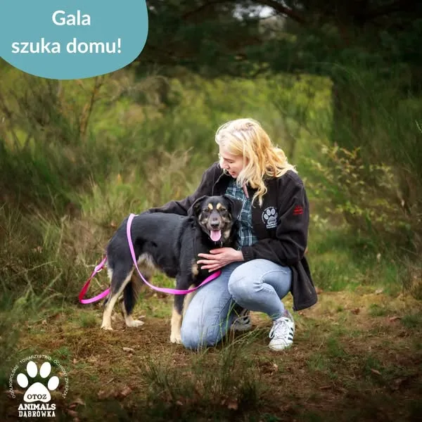 Pies do adopcji, Dąbrówka, 29 kwietnia 2025 (3/5)