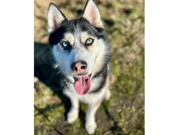 Pies do adopcji, Wrocław, 22 czerwca 2023