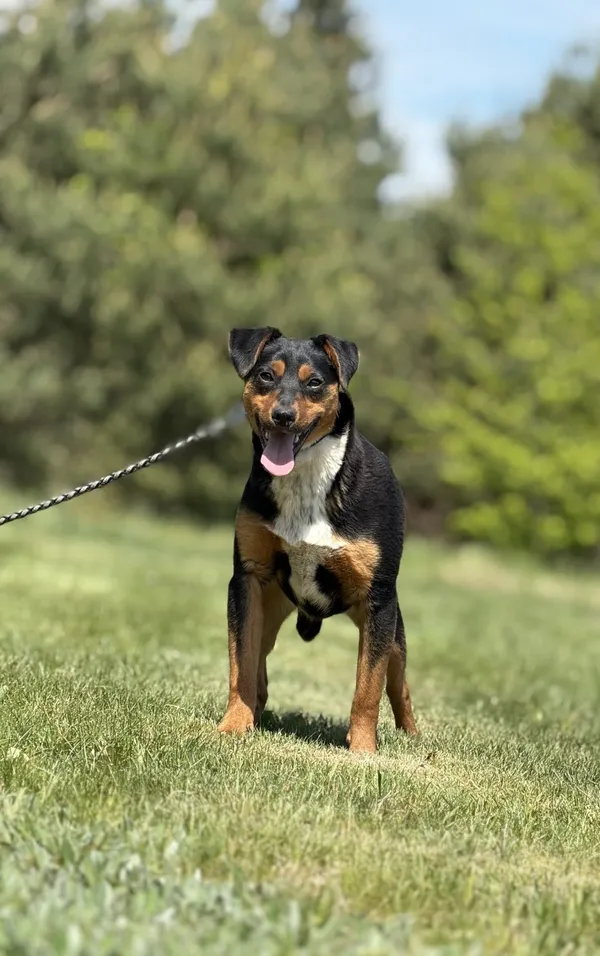 Pies do adopcji, Pieczyska, 30 kwietnia 2025 (5/5)