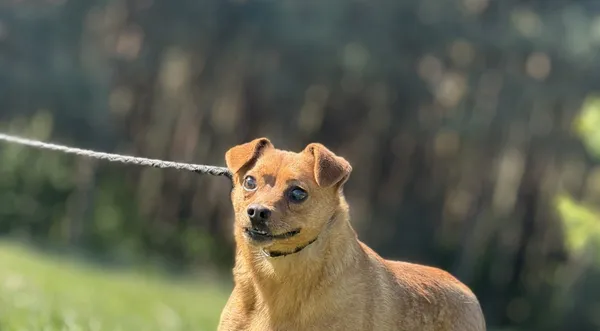 Pies do adopcji, Pieczyska, 30 kwietnia 2025 (1/5)