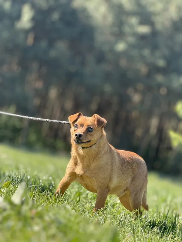 Pies do adopcji, Pieczyska, 30 kwietnia 2025 (2/5)