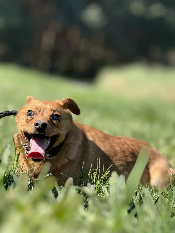 Pies do adopcji, Pieczyska, 30 kwietnia 2025 (3/5)