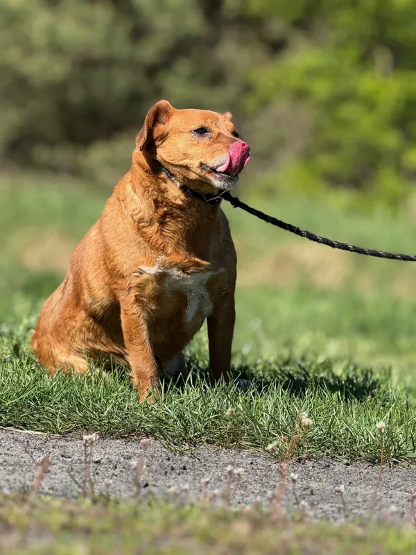 Pies do adopcji, Pieczyska, 30 kwietnia 2025 (5/5)