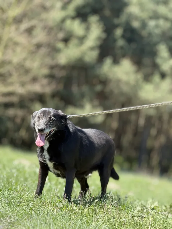 Pies do adopcji, Pieczyska, 30 kwietnia 2025 (2/5)