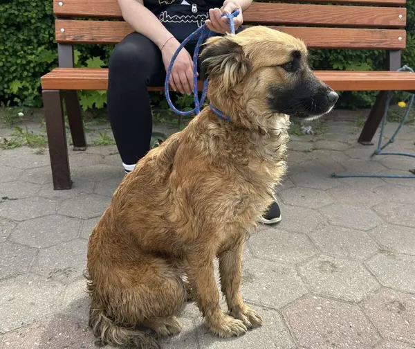 Znaleziono psa, Toruń, 30 kwietnia 2025