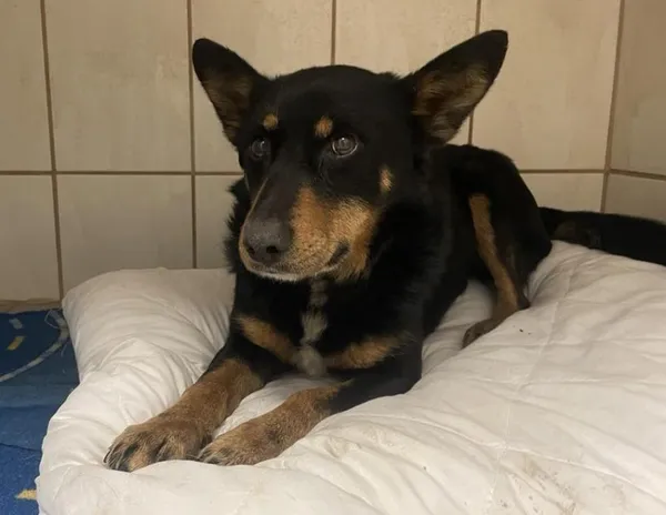 Znaleziono psa, Toruń, 30 kwietnia 2025