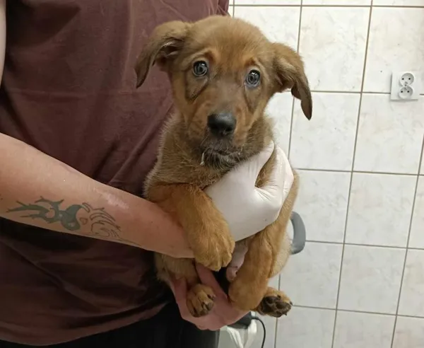 Znaleziono psa, Toruń, 29 kwietnia 2025