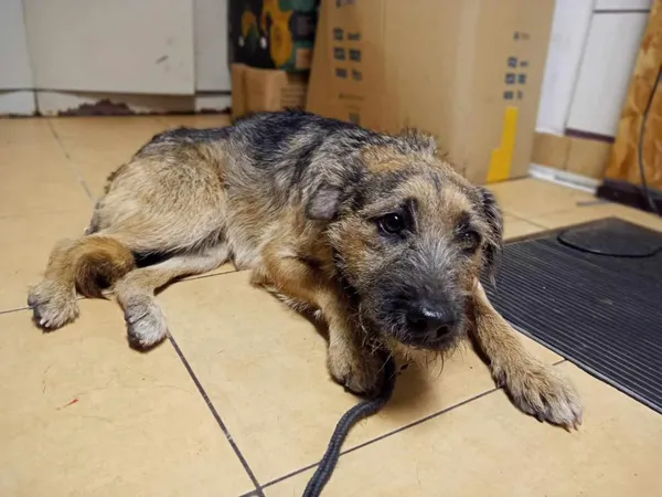 Znaleziono psa, Toruń, 28 kwietnia 2025