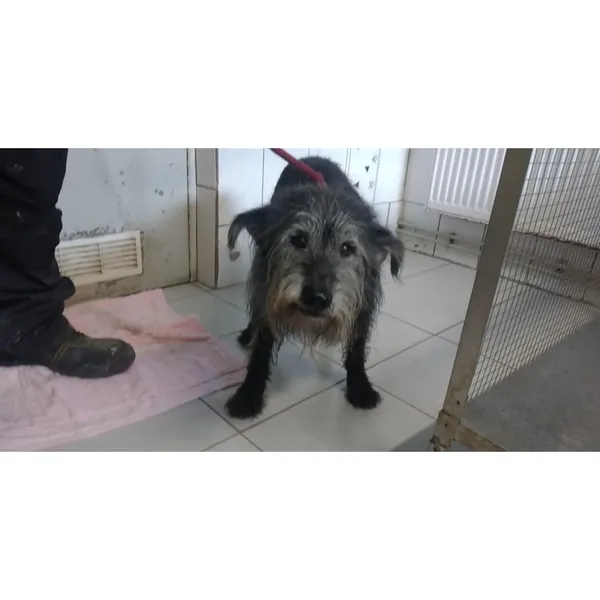 Znaleziono psa, Białystok, 30 kwietnia 2025