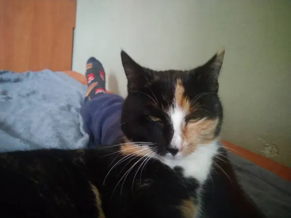 Zaginął kot, Świątniki, 30 kwietnia 2025 (1/2)