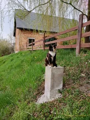 Zaginął kot, Świątniki, 30 kwietnia 2025 (2/2)