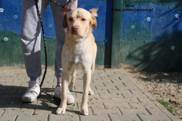 Pies do adopcji, Nowy Dwór Mazowiecki, 30 kwietnia 2025 (2/5)