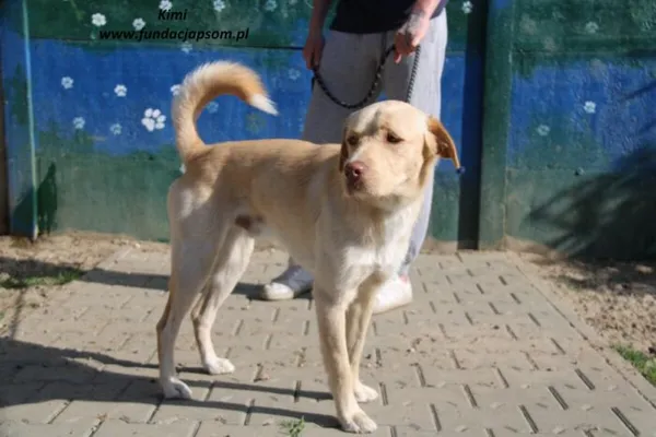 Pies do adopcji, Nowy Dwór Mazowiecki, 30 kwietnia 2025 (3/5)