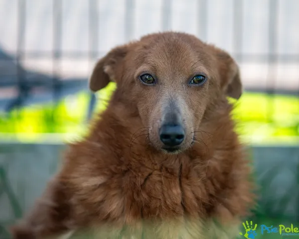 Pies do adopcji, Racławice, 26 kwietnia 2025 (5/5)