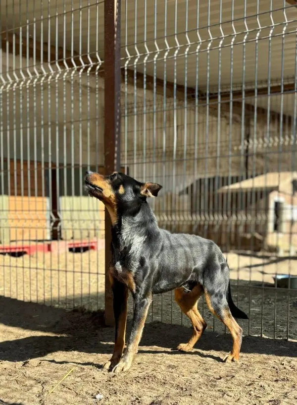 Pies do adopcji, Przyborówko, 30 kwietnia 2025 (2/3)