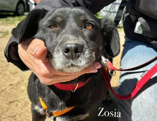 Pies do adopcji, Przyborówko, 30 kwietnia 2025 (1/3)