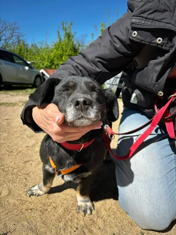 Pies do adopcji, Przyborówko, 30 kwietnia 2025 (3/3)