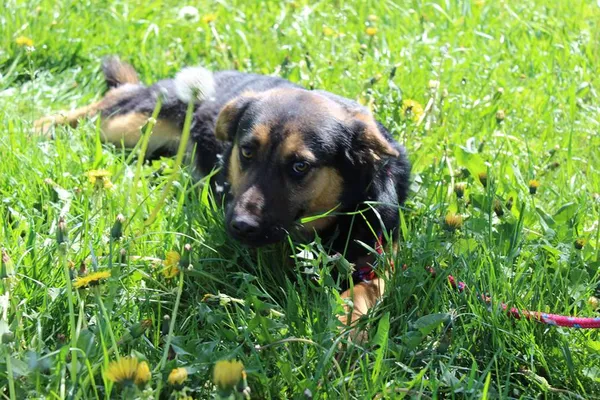 Pies do adopcji, Bełchatów, 5 lutego 2025 (1/5)