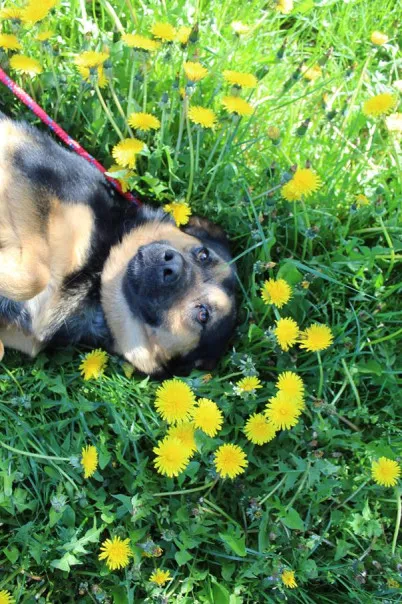 Pies do adopcji, Bełchatów, 5 lutego 2025 (3/5)