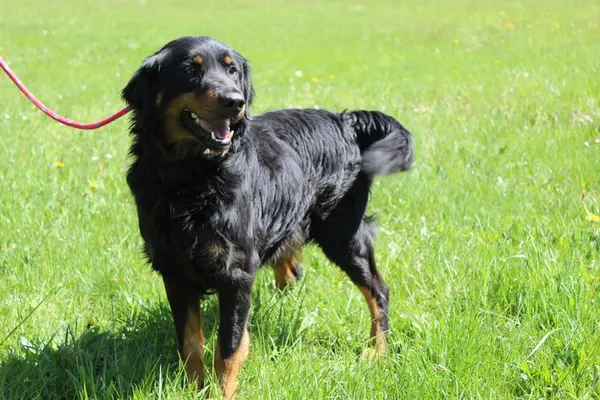 Pies do adopcji, Bełchatów, 20 marca 2025 (1/5)