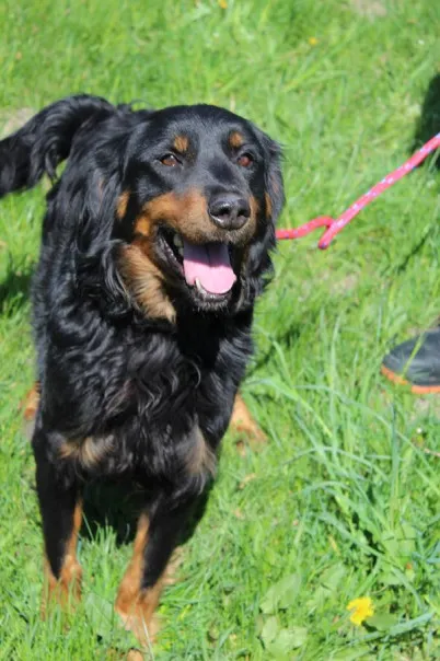 Pies do adopcji, Bełchatów, 20 marca 2025 (2/5)