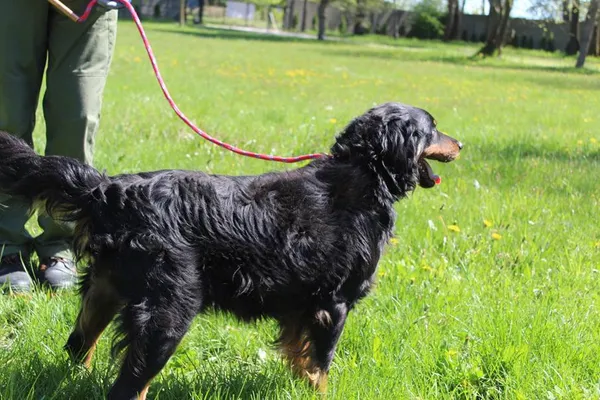 Pies do adopcji, Bełchatów, 20 marca 2025 (3/5)