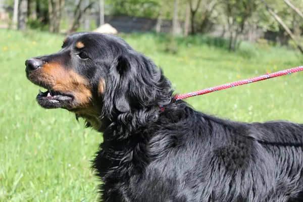 Pies do adopcji, Bełchatów, 20 marca 2025 (4/5)